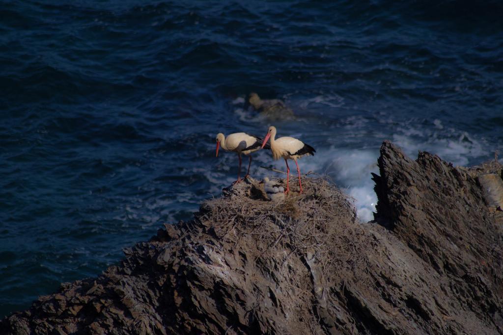 Monte Da Xica - Somente Adultos Pension Zambujeira do Mar Buitenkant foto